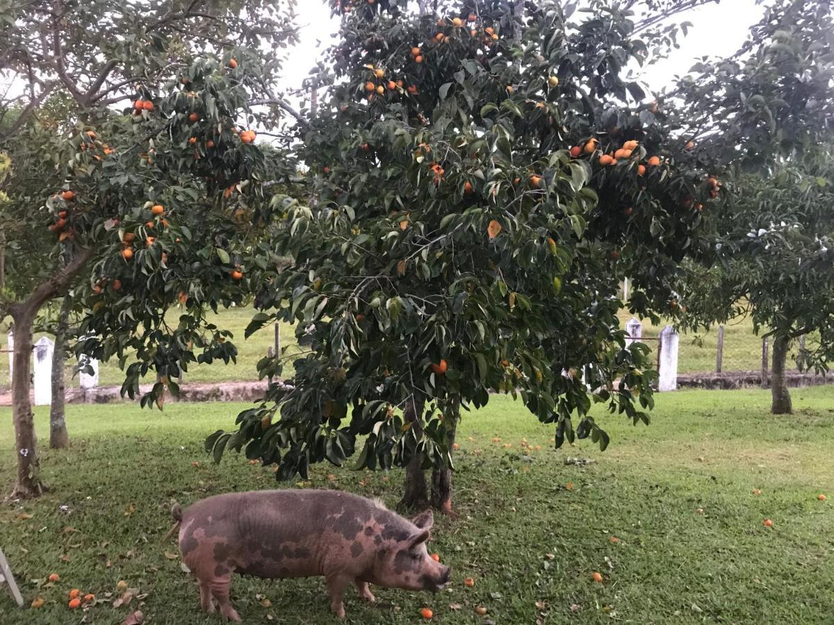 Sitio Dos Rodrigues Villa Lindóia Kültér fotó